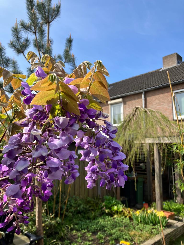 Onze eigen biodiverse achtertuin