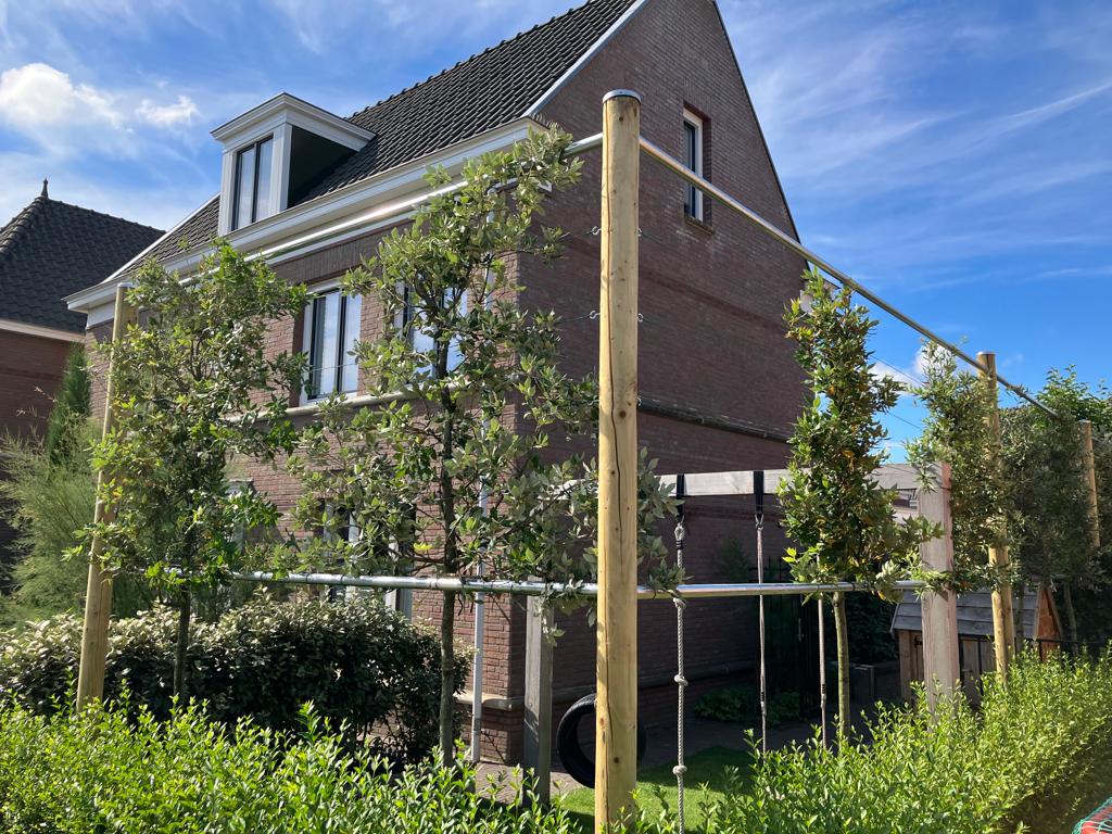 Groenblijvende leibomen Helmond